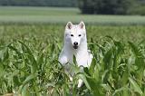 SIBERIAN HUSKY 145